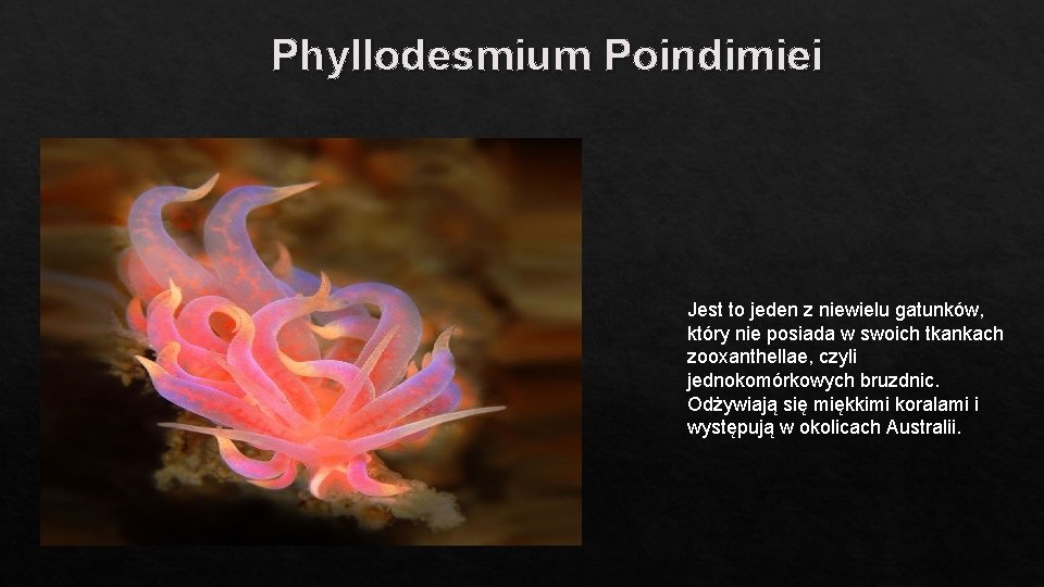 Phyllodesmium Poindimiei Jest to jeden z niewielu gatunków, który nie posiada w swoich tkankach