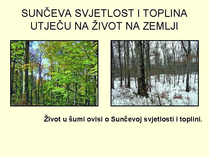 SUNČEVA SVJETLOST I TOPLINA UTJEČU NA ŽIVOT NA ZEMLJI Život u šumi ovisi o