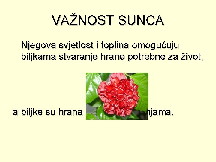 VAŽNOST SUNCA Njegova svjetlost i toplina omogućuju biljkama stvaranje hrane potrebne za život, a