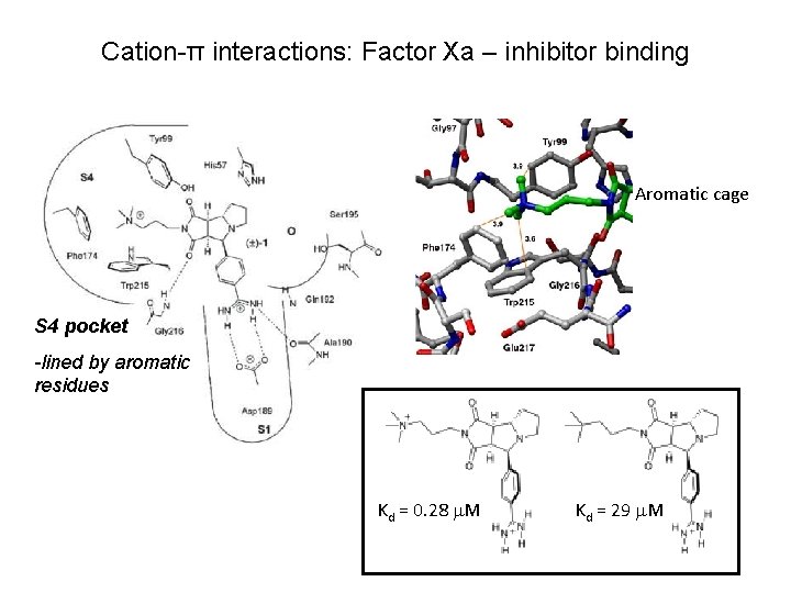 Cation-π interactions: Factor Xa – inhibitor binding Aromatic cage S 4 pocket -lined by