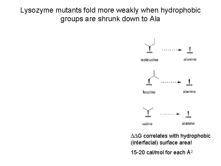 Lysozyme mutants fold more weakly when hydrophobic groups are shrunk down to Ala ∆∆G