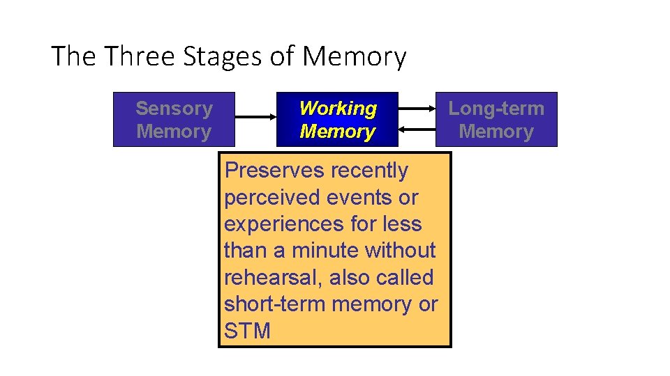 The Three Stages of Memory Sensory Memory Working Memory Preserves recently perceived events or