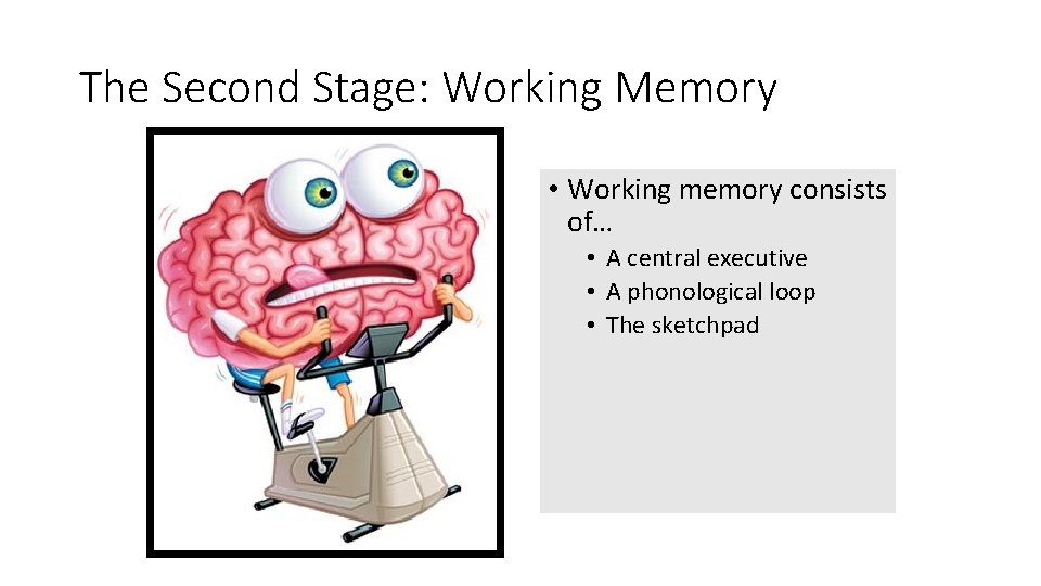 The Second Stage: Working Memory • Working memory consists of… • A central executive