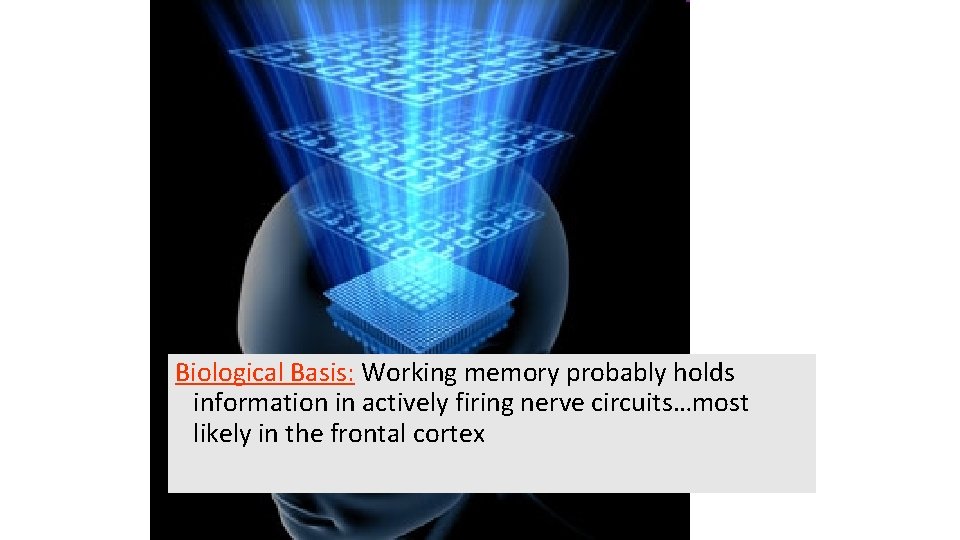 Biological Basis: Working memory probably holds information in actively firing nerve circuits…most likely in
