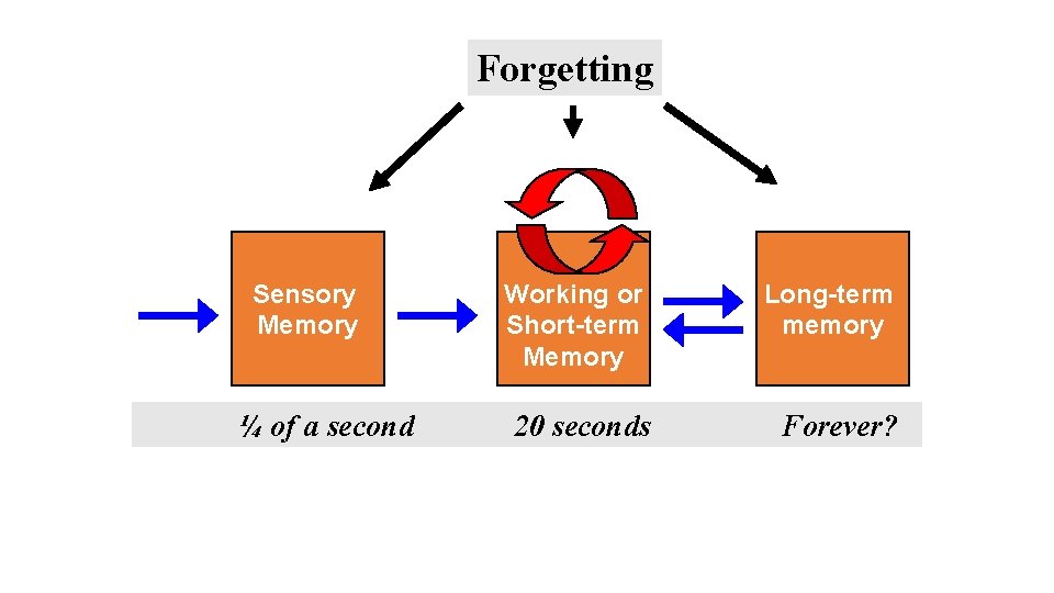 Forgetting Maintenance Rehearsal Sensory Memory Attention Input ¼ of a second Encoding Working or