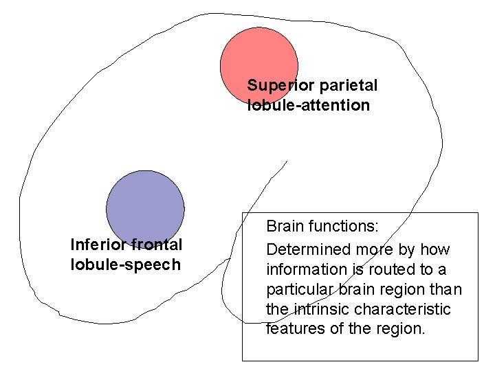 Superior parietal lobule-attention Inferior frontal lobule-speech Brain functions: Determined more by how information is