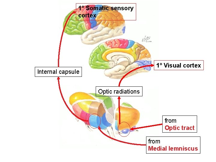 1° Somatic sensory cortex 1° Visual cortex Internal capsule Optic radiations from Optic tract