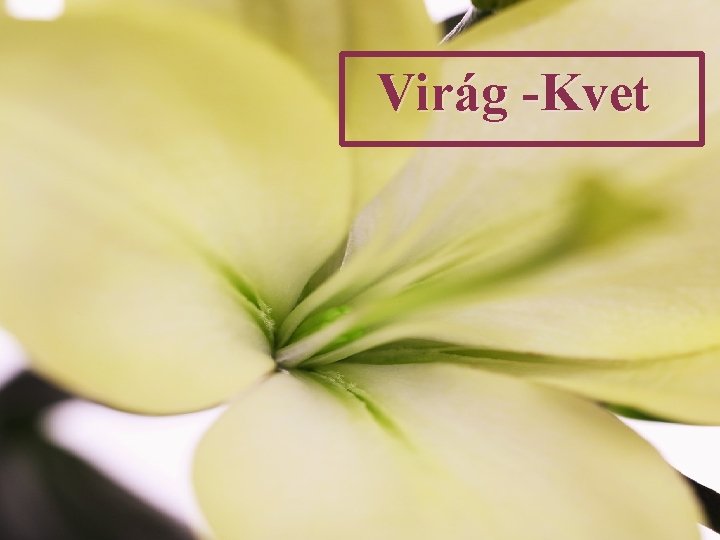 Virág -Kvet 