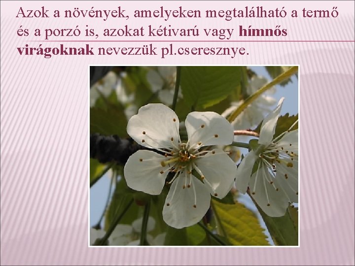 Azok a növények, amelyeken megtalálható a termő és a porzó is, azokat kétivarú vagy