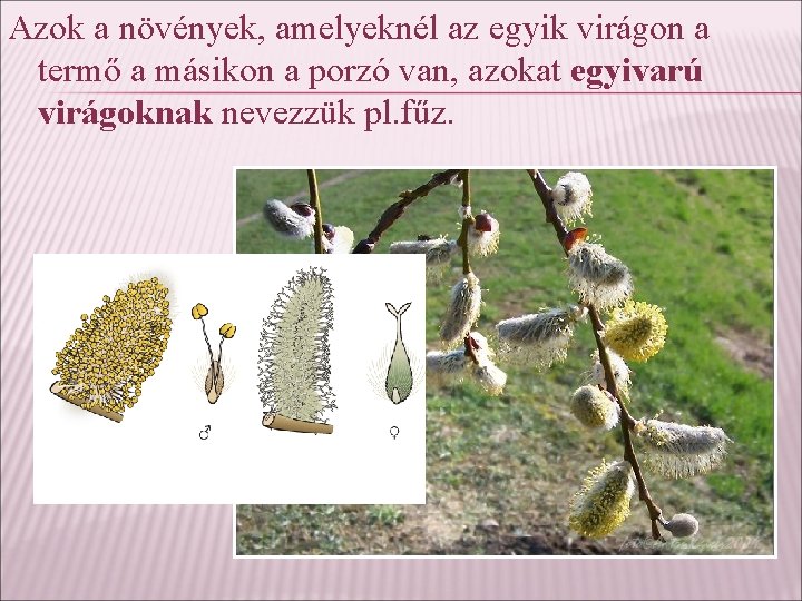 Azok a növények, amelyeknél az egyik virágon a termő a másikon a porzó van,