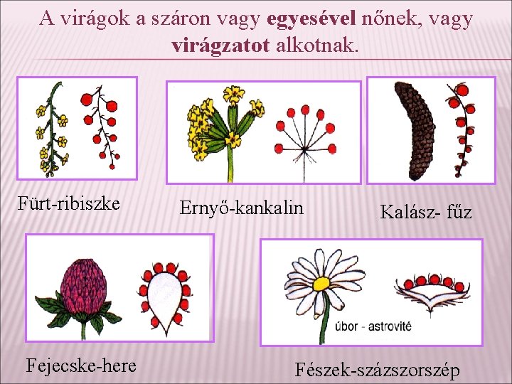 A virágok a száron vagy egyesével nőnek, vagy virágzatot alkotnak. Fürt-ribiszke Fejecske-here Ernyő-kankalin Kalász-