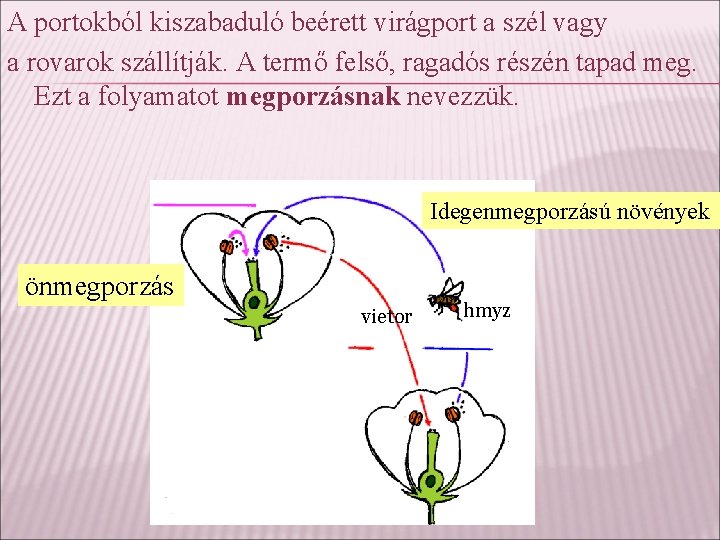 A portokból kiszabaduló beérett virágport a szél vagy a rovarok szállítják. A termő felső,