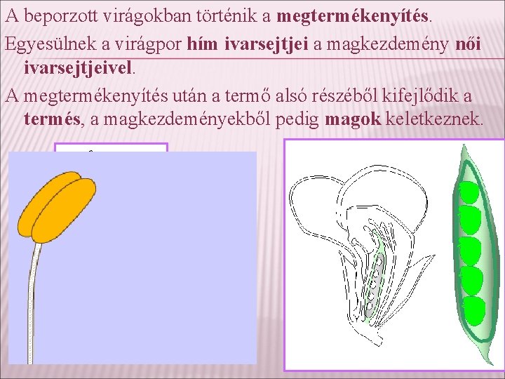 A beporzott virágokban történik a megtermékenyítés. Egyesülnek a virágpor hím ivarsejtjei a magkezdemény női