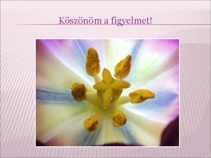 Köszönöm a figyelmet! 