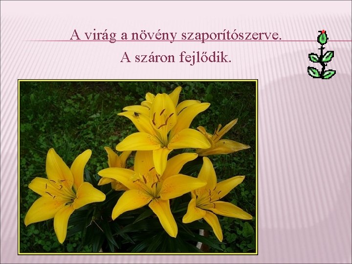 A virág a növény szaporítószerve. A száron fejlődik. 
