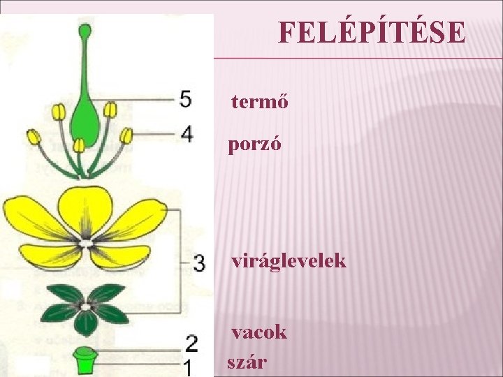 FELÉPÍTÉSE termő porzó viráglevelek vacok szár 