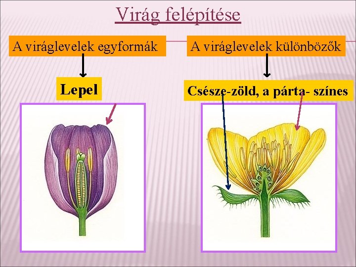 Virág felépítése A viráglevelek egyformák Lepel A viráglevelek különbözők Csésze-zöld, a párta- színes 