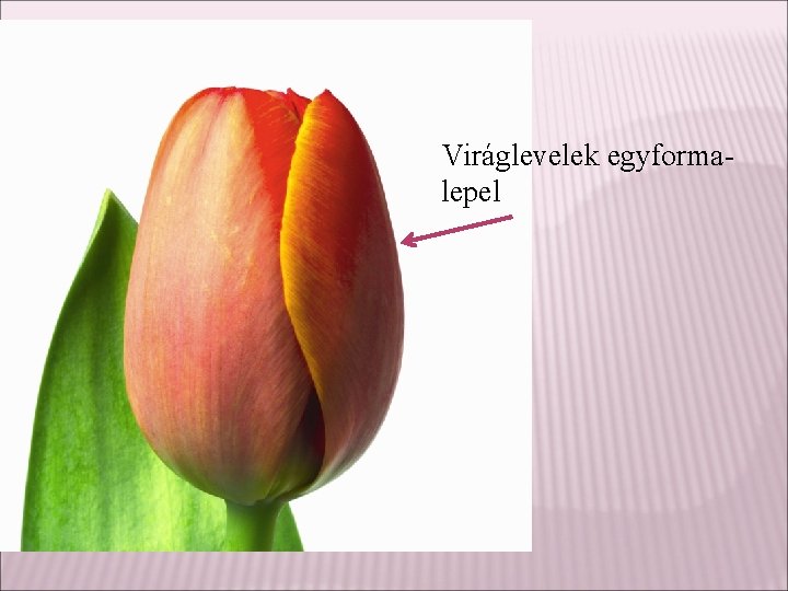 Viráglevelek egyformalepel 