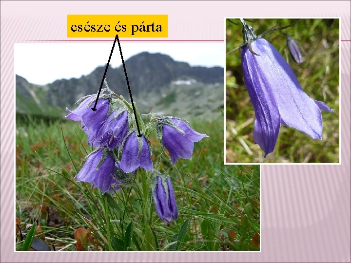 csésze és párta 