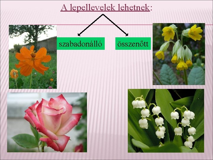 A lepellevelek lehetnek: szabadonálló összenőtt 