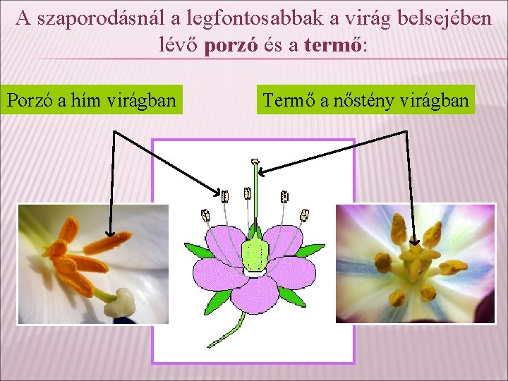 A szaporodásnál a legfontosabbak a virág belsejében lévő porzó és a termő: Porzó a