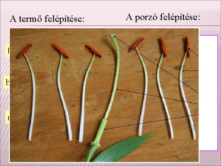 A termő felépítése: bibeszál A porzó felépítése: portok porzószál magkezdemények magház 