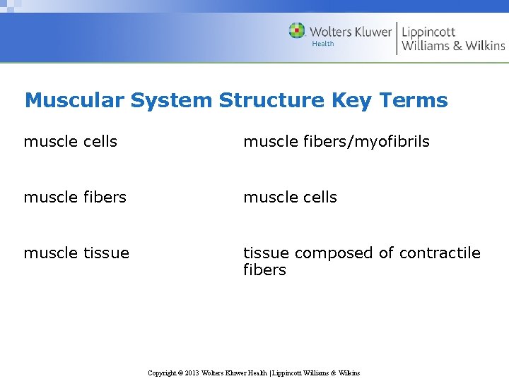 Muscular System Structure Key Terms muscle cells muscle fibers/myofibrils muscle fibers muscle cells muscle