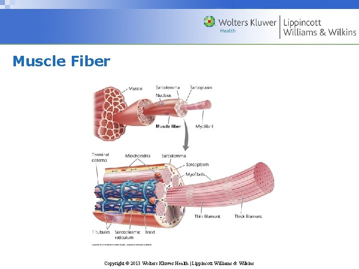 Muscle Fiber Copyright © 2013 Wolters Kluwer Health | Lippincott Williams & Wilkins 