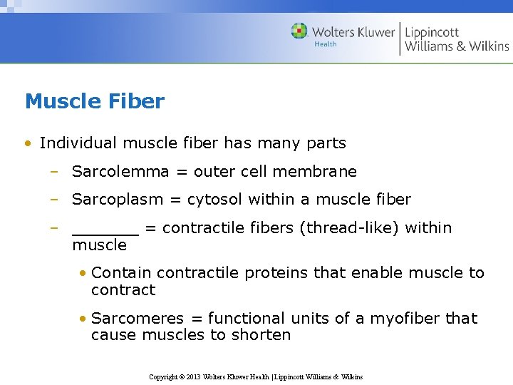 Muscle Fiber • Individual muscle fiber has many parts – Sarcolemma = outer cell