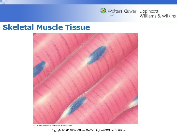 Skeletal Muscle Tissue Copyright © 2013 Wolters Kluwer Health | Lippincott Williams & Wilkins