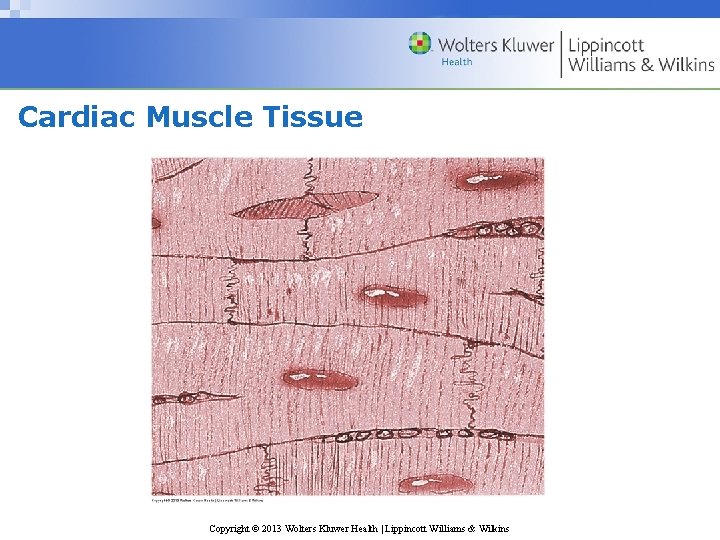 Cardiac Muscle Tissue Copyright © 2013 Wolters Kluwer Health | Lippincott Williams & Wilkins