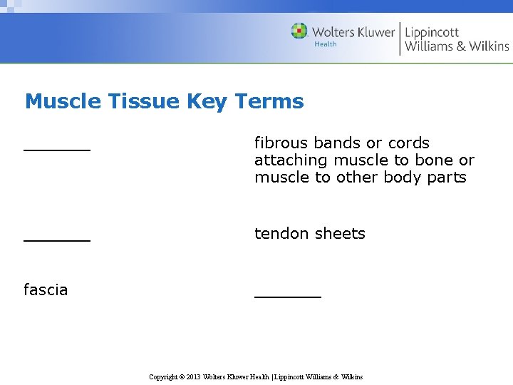 Muscle Tissue Key Terms ______ fibrous bands or cords attaching muscle to bone or