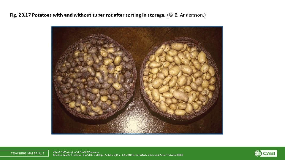 Fig. 20. 17 Potatoes with and without tuber rot after sorting in storage. (©