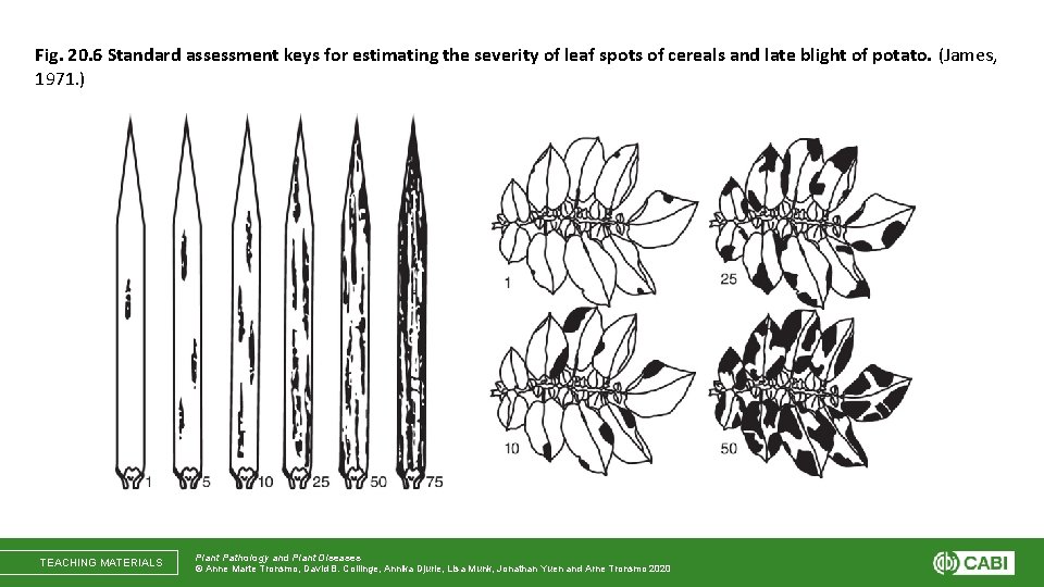 Fig. 20. 6 Standard assessment keys for estimating the severity of leaf spots of