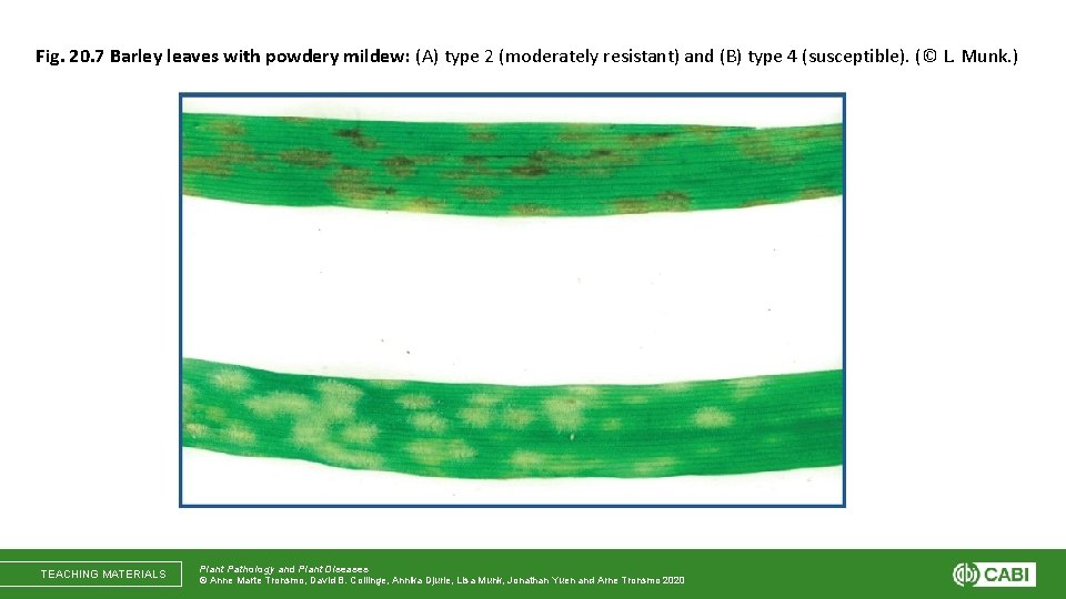 Fig. 20. 7 Barley leaves with powdery mildew: (A) type 2 (moderately resistant) and