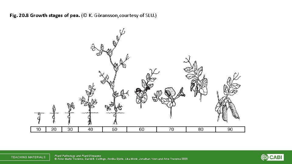 Fig. 20. 8 Growth stages of pea. (© K. Göransson, courtesy of SLU. )