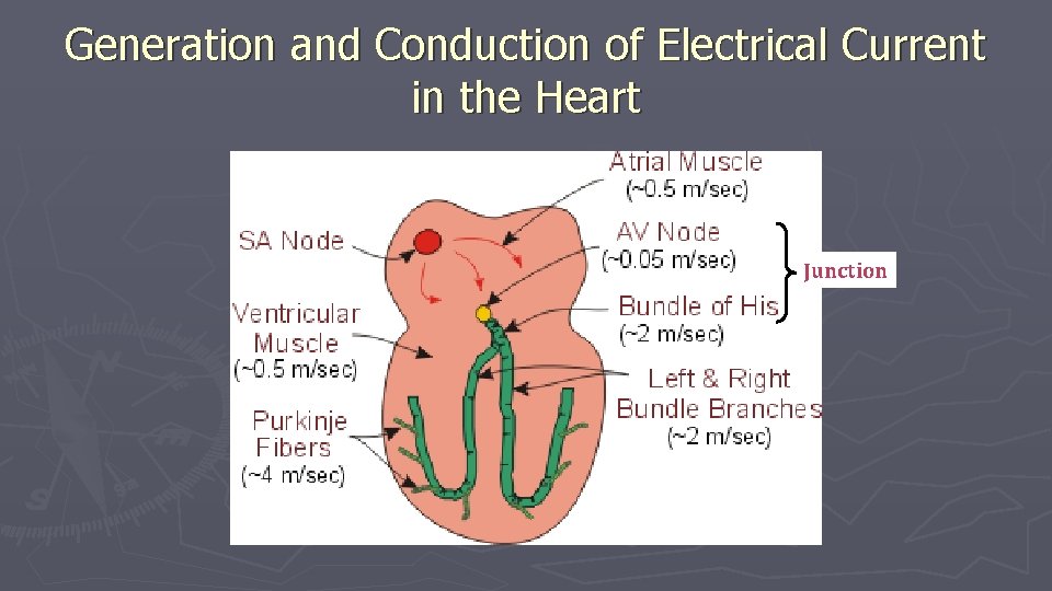 Generation and Conduction of Electrical Current in the Heart Junction Generation and Conduction of Electrical Current in the Heart Junction