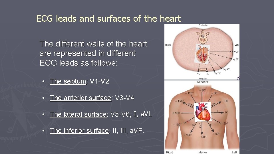 ECG leads and surfaces of the heart The different walls of the heart are ECG leads and surfaces of the heart The different walls of the heart are