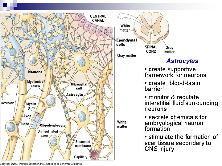 Astrocytes • create supportive framework for neurons • create “blood-brain barrier” • monitor & Astrocytes • create supportive framework for neurons • create “blood-brain barrier” • monitor &