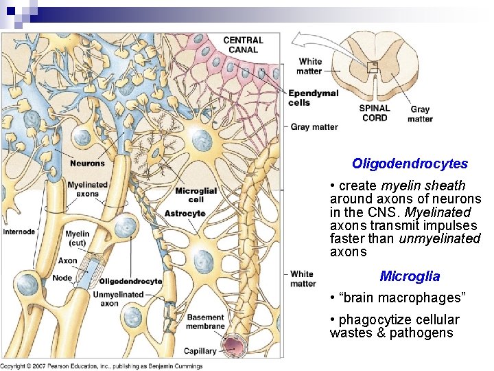Oligodendrocytes • create myelin sheath around axons of neurons in the CNS. Myelinated axons Oligodendrocytes • create myelin sheath around axons of neurons in the CNS. Myelinated axons