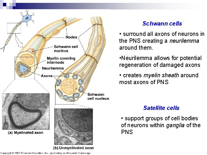 Schwann cells • surround all axons of neurons in the PNS creating a neurilemma Schwann cells • surround all axons of neurons in the PNS creating a neurilemma