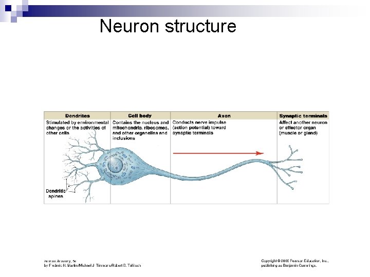 Neuron structure Neuron structure