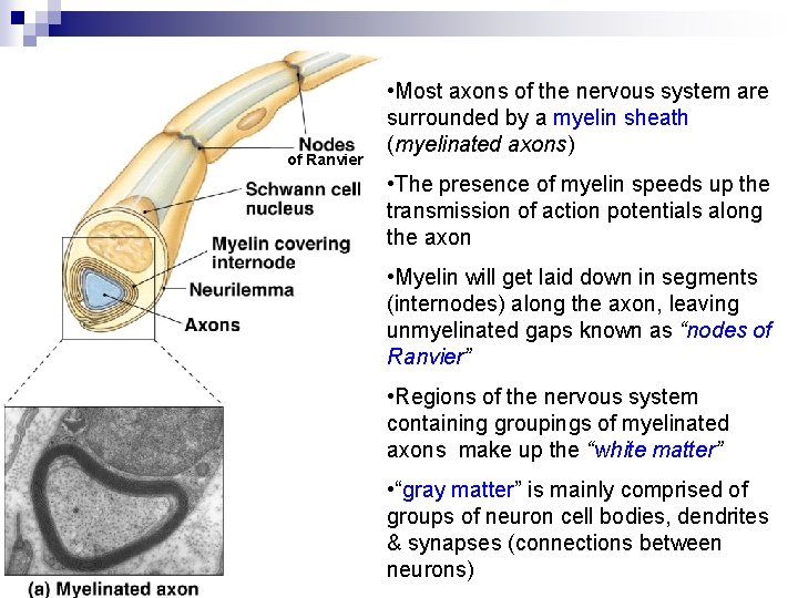 of Ranvier • Most axons of the nervous system are surrounded by a myelin of Ranvier • Most axons of the nervous system are surrounded by a myelin