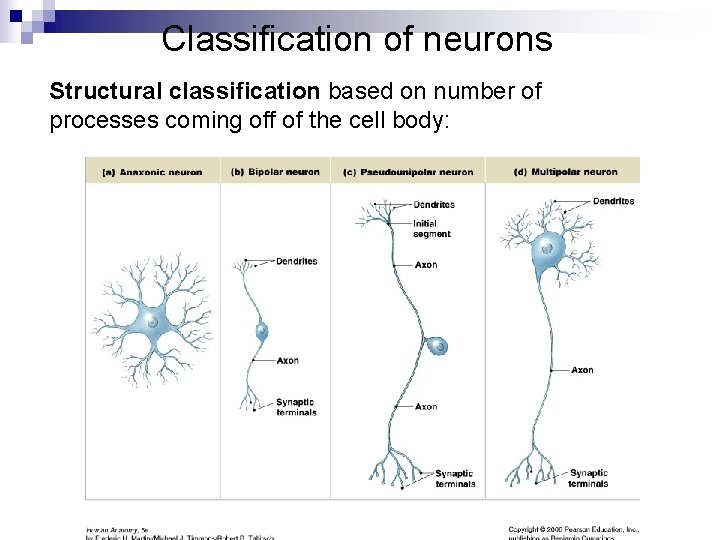 Classification of neurons Structural classification based on number of processes coming off of the Classification of neurons Structural classification based on number of processes coming off of the