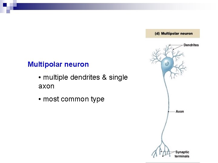 Multipolar neuron • multiple dendrites & single axon • most common type Multipolar neuron • multiple dendrites & single axon • most common type