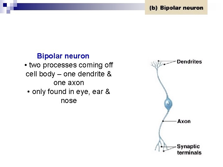 Bipolar neuron • two processes coming off cell body – one dendrite & one Bipolar neuron • two processes coming off cell body – one dendrite & one