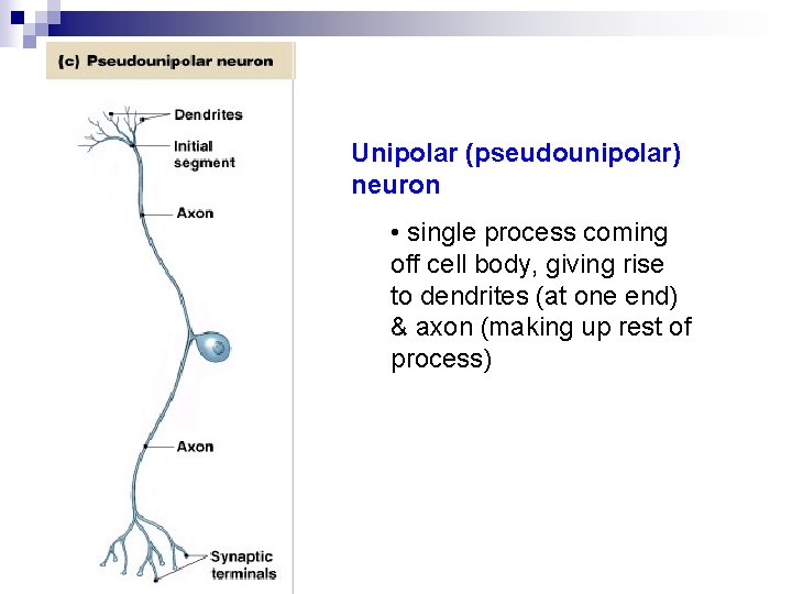Unipolar (pseudounipolar) neuron • single process coming off cell body, giving rise to dendrites Unipolar (pseudounipolar) neuron • single process coming off cell body, giving rise to dendrites