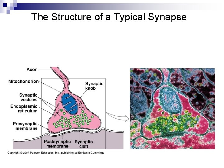 The Structure of a Typical Synapse The Structure of a Typical Synapse
