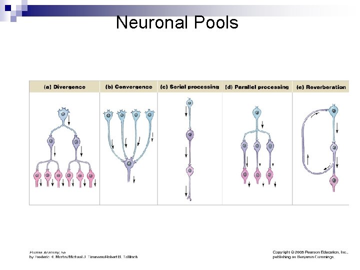 Neuronal Pools Neuronal Pools