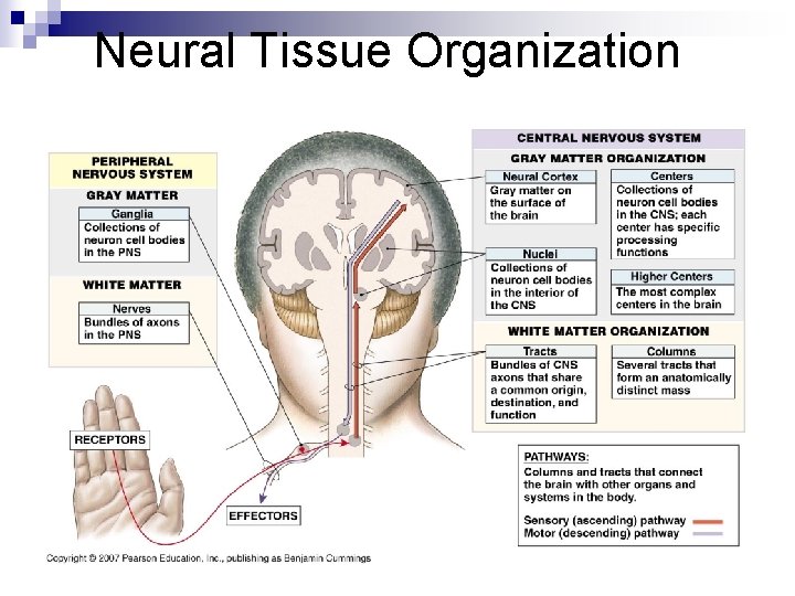 Neural Tissue Organization Neural Tissue Organization